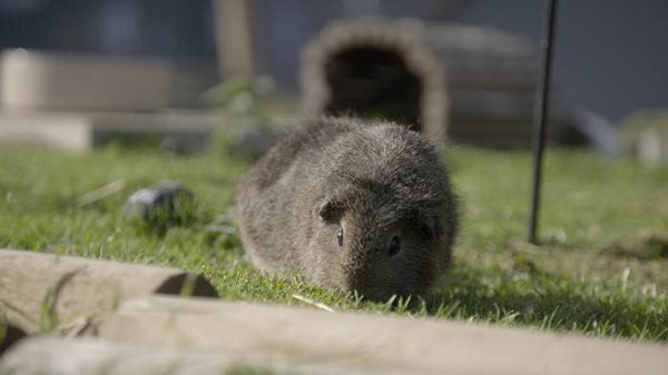 mua-thu-tai-trang-trai-cua-jimmy