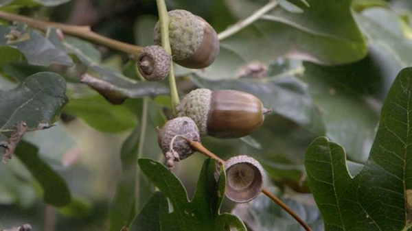 mua-thu-tai-trang-trai-cua-jimmy