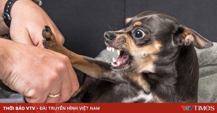 Bộ Y tế: 58 người tử vong vì bệnh dại trong 9 tháng qua Bộ Y tế: 58 người tử vong vì bệnh dại trong 9 tháng qua