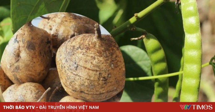 Cảnh báo ngộ độc nguy hiểm từ hạt củ đậu