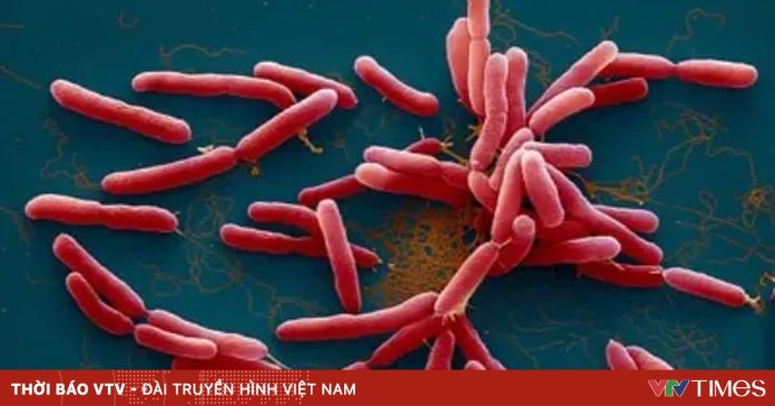 Phát hiện một ca mắc Whitmore tại Thái Nguyên